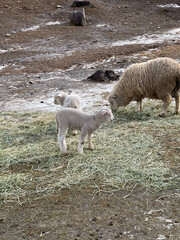 A white lamb stands on scattered hay while an ewe grazes nearby on a muddy pasture with patches of snow in Chuncheon, Gangwon-do, South Korea. © Kay