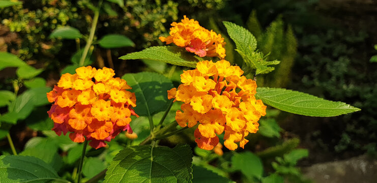 Bright orange and yellow lantana blossoms glowing against dark green foliage in Seoul, South Korea