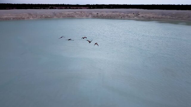 Aerial view of flock of sandhill cranes flying low in a loose line above calm water near Hessel in northern Michigan.