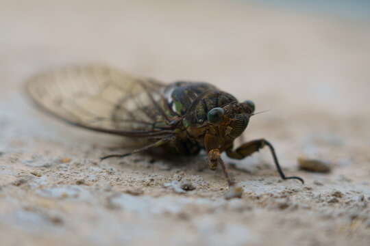 Close-up of a cicada resting on a stone surface during summer, highlighting its wings, body, and natural insect details