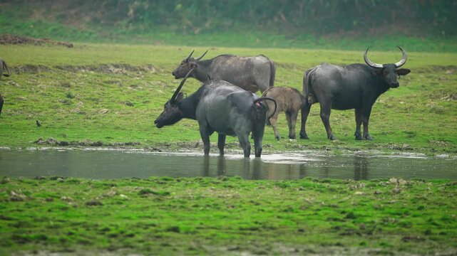 Herd of water buffaloes grazing and standing in shallow river waters during daylight.
