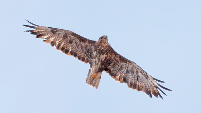 UK common buzzard in flight