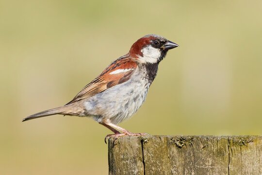 House sparrow on post
