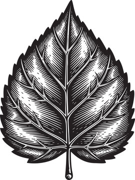 Black and white engraving style of a single pointed leaf shape foliage
