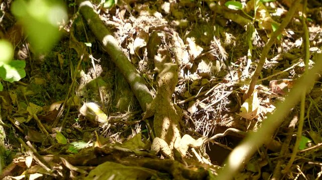 Oriental garden lizard camouflaged amidst dry leaves and forest undergrowth on sunny day.