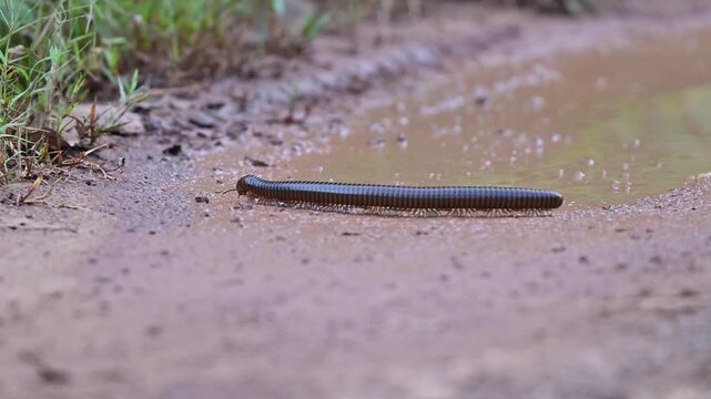 Millipede crossing the road