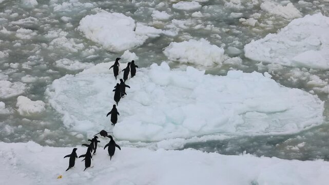 Adelie penguins trekking in single file across arctic sea ice pack.