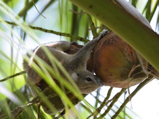 The variegated squirrel is drilling into a coconut © RACHAN
