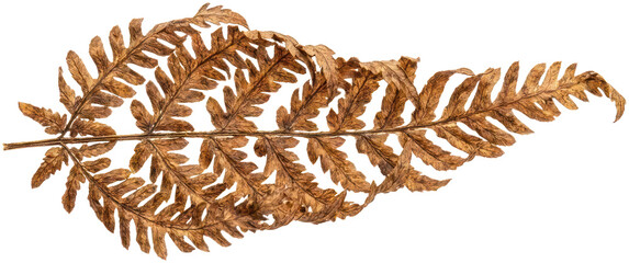 Dried brown fern frond on black backdrop. © Barok