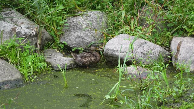 Mallard duck foraging in algae covered pond among rocks