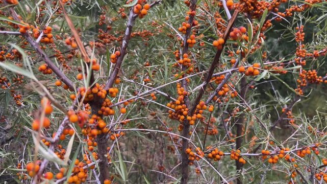 Closeup of a sea buckthorn shrub with bright orange berries. The branches are full of ripe, healthy fruit ready for harvesting in autumn