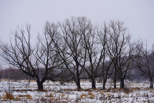 Row of old spreading bare trees on snowy field on overcast winter day
