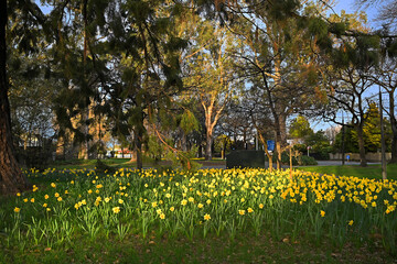 Obraz premium Daffodils at Dawn in Flay Park, Christchurch New Zealand
