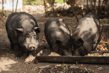cute little black Vietnamese piglets eating feed from feeder trough outdoors in farm yard © cenchild