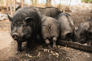 Black mother pig with cute little piglets eating feed outdoors in farm © cenchild