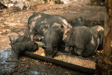 Black Vietnamese pot-bellied pigs and piglets eating food from long trough on farm © cenchild