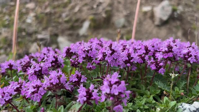 Purple flowers of wild mountain thyme blooming on a rocky slope. Breckland thyme, a medicinal and culinary herb, growing in its natural habitat