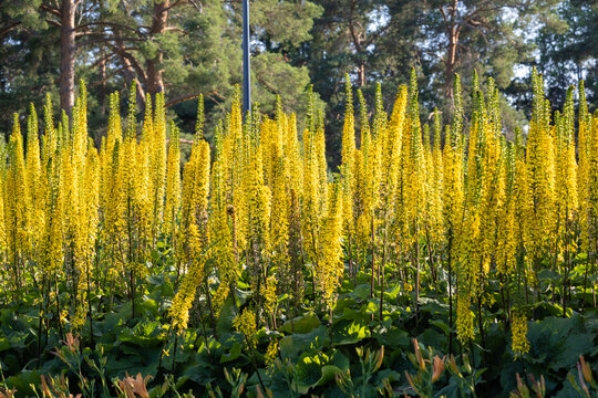 Narrow-Headed Ligularia Swaying in the Summer Breeze