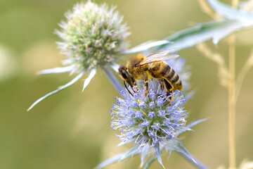 bee collecting nectar from a thorny wildflower close-up. honey bee on the meadow plant Eryngium. macro photo of an insect in nature. natural background, place for text, bokeh © Oleksandr Filatov