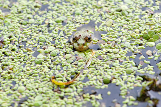 Marsh frog, frog eyes, Pelophylax ridibundus, in nature habitat. Wildlife scene from nature, green animal in water. Beautiful frog in dirty water in a swamp. amphibian close-up