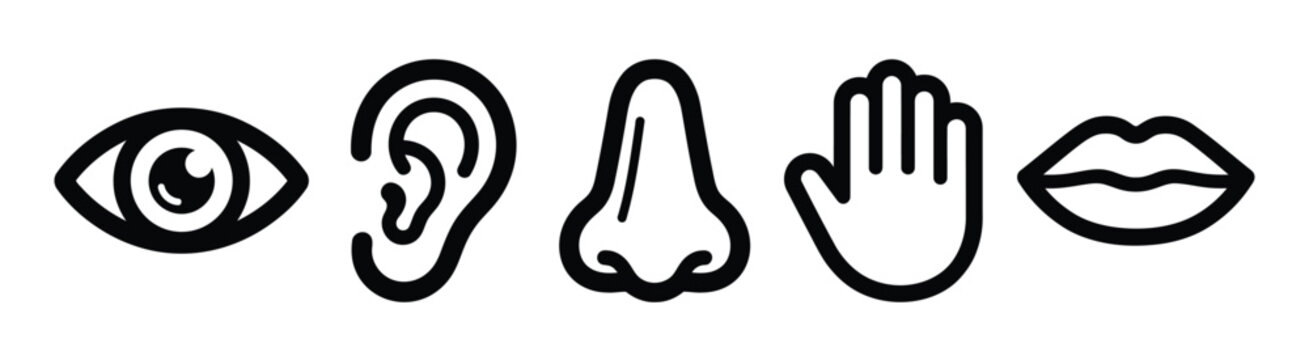 Illustrative depictions of the five human senses sight hearing smell touch and taste are showcased