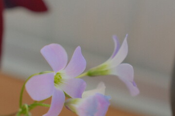 Small light purple flowers with green stems grow in a bright indoor setting during the day to showcase their soft petals and natural beauty in a close up view © vannet