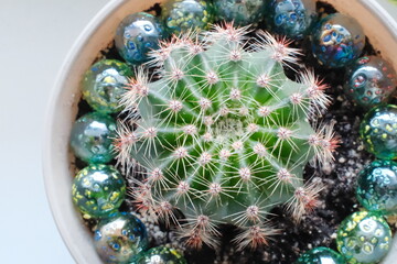 Obraz premium Small green cactus plant sits centered inside a white pot surrounded by decorative blue and green glass marbles against a neutral background during the day