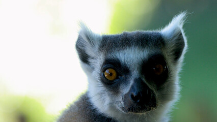 Close Up Portrait of a Ring-Tailed Lemur Looking at Camera © blueringmedia