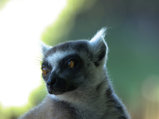 Close-up Portrait of a Ring-Tailed Lemur with Bright Orange Eyes © blueringmedia
