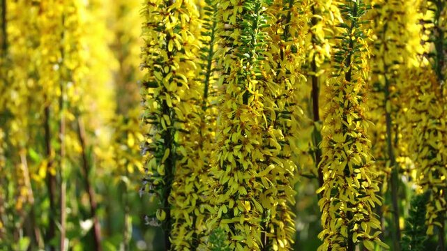 Narrow-Headed Ligularia Swaying Gracefully in the Wind