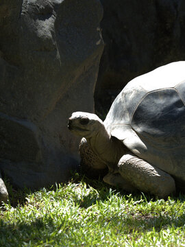 Aldabra Giant Tortoise Emerging from Shadow Near Large Rocks