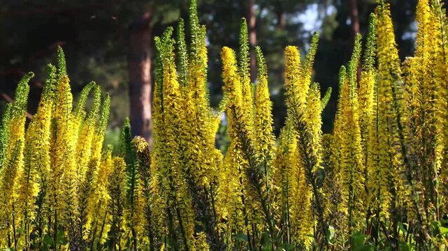 Narrow-Headed Ligularia Swaying Gracefully in the Wind