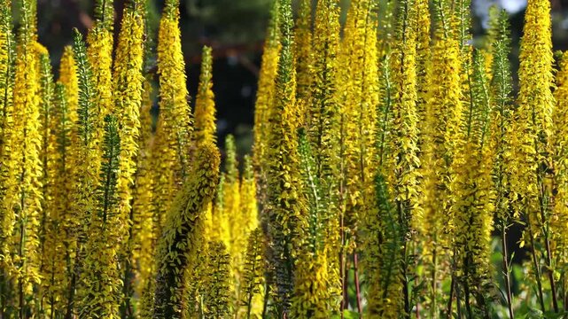 Narrow-Headed Ligularia Swaying Gracefully in the Wind
