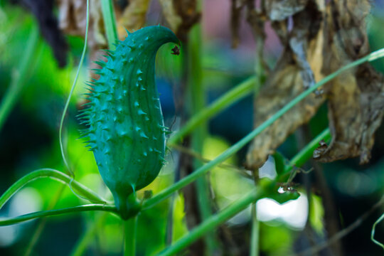 Achocha plant