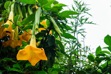 Angels' trumpet plant © ThamiShankar
