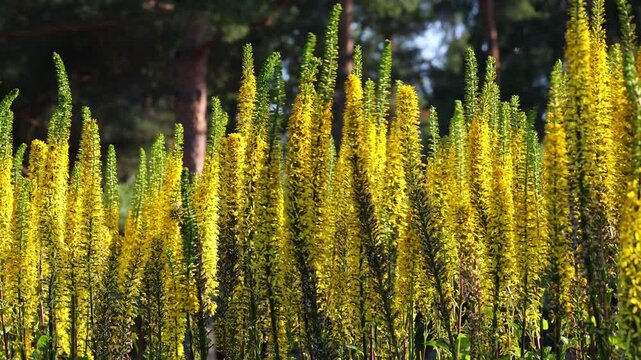 Narrow-Headed Ligularia Swaying Gracefully in the Wind. Slow-motion shooting