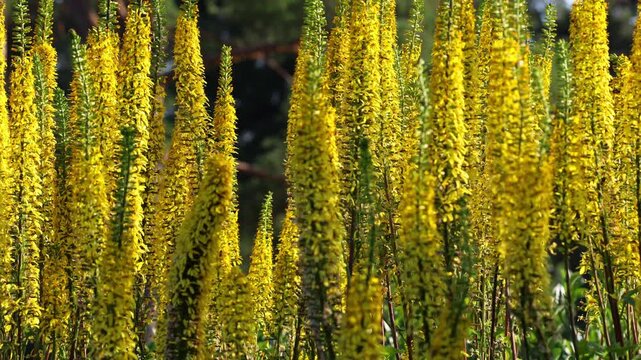 Narrow-Headed Ligularia Swaying Gracefully in the Wind. Slow-motion shooting