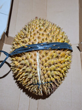 King of Fruits Whole Durian Tied with Plastic String Packaging