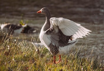 Goose on grass spreading white wings by water © Víctor Ortega