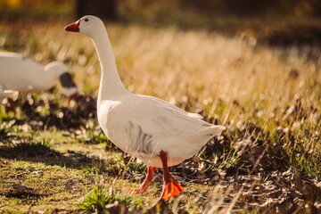 White domestic goose walking on golden grass field © Víctor Ortega Rec