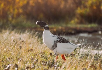 Goose shaking water in golden light walking © Víctor Ortega Rec