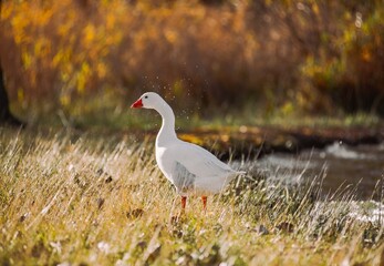 White goose shaking water standing on grassy bank © Víctor Ortega