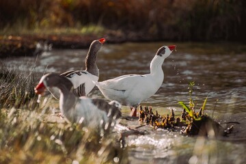 Geese drinking water at pond on a sunny day © Víctor Ortega