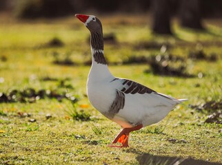 Goose walking on green grass looking up © Víctor Ortega
