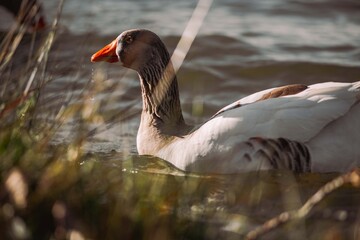 Grey goose swimming in water with beak drops © Víctor Ortega