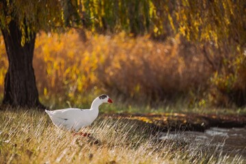 White goose walking by water in autumn park © Víctor Ortega