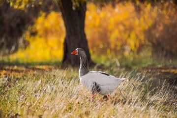 Greylag goose walking through dry autumn grass © Víctor Ortega