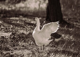 White goose stretching wings in warm sunlight © Víctor Ortega