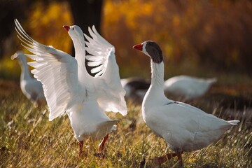 White goose spreading wings standing on golden grass © Víctor Ortega