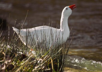 White goose standing by water observing natural habitat © Víctor Ortega